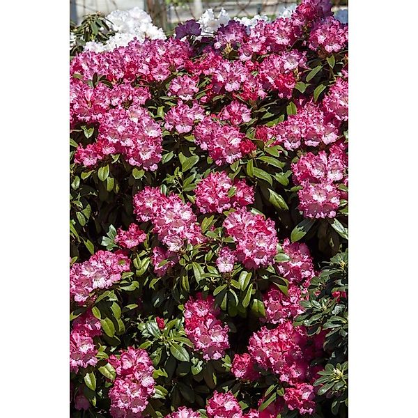 Rhododendron Yakushimanum Morgenrot Rosa Blüten 40–50 cm günstig online kaufen