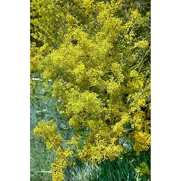 Galium Verum Echtes Labkraut Ca. 9x9 cm Topf günstig online kaufen