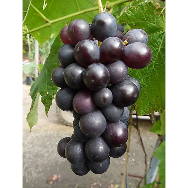 Weinrebe Venus, blau 60 - 80 cm Vitis vinifera günstig online kaufen