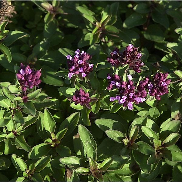 Oregano - Origanum laevigatum günstig online kaufen