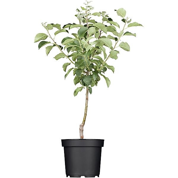 GROW by OBI Bio Sommerapfel Weißer Klarapfel Gelb-Grün ca.120-140 cm Topf c günstig online kaufen