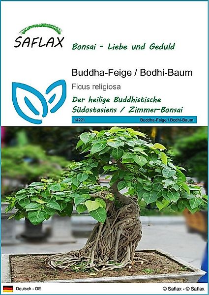 SAFLAX Blumensamen SAFLAX - Samen - Buddha-Feige / Bodhi-Baum günstig online kaufen