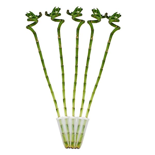 Exotenherz Zimmerpflanze 5er Set Glücksbambus 'Lucky Bamboo' spiralförmig i günstig online kaufen