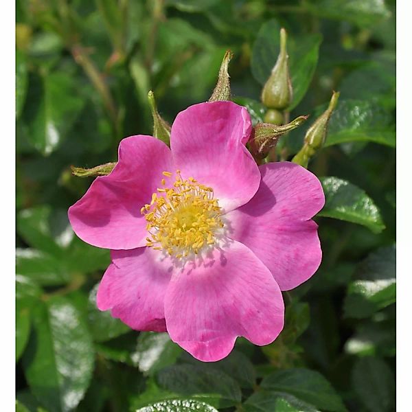Floribundarose Roselina 30-60cm günstig online kaufen