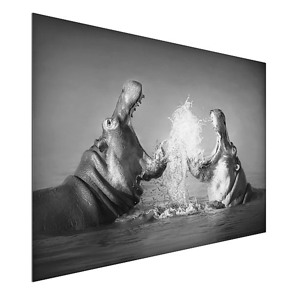 Alu-Dibond Bild Schwarz-Weiß - Querformat 3:2 Hippo Fight günstig online kaufen