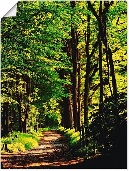 Artland Wandbild "Weg im Wald" Wald 1 Stk. tlg. als Alubild, Outdoorbild, L günstig online kaufen