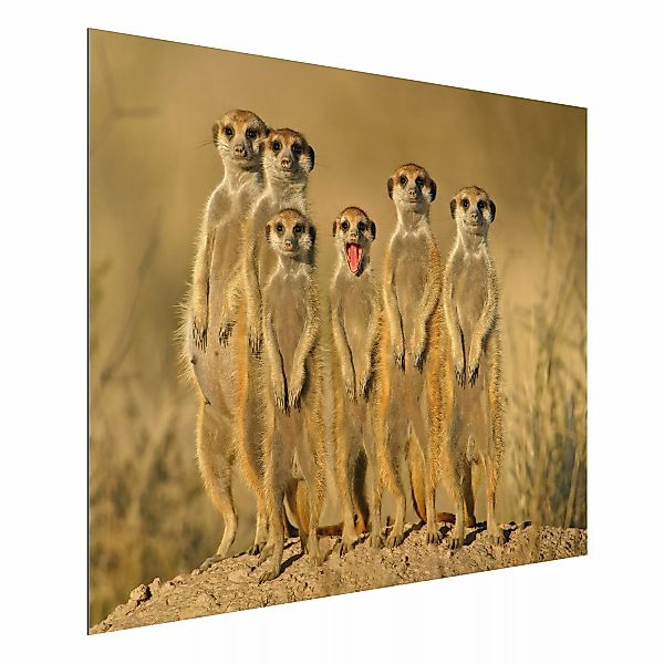 Alu-Dibond Bild - Querformat 4:3 Meerkat Family Panorama günstig online kaufen