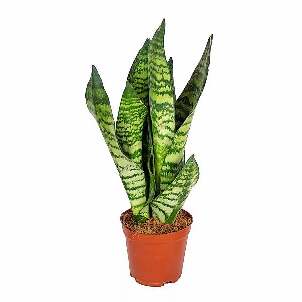 Casa Caron | Sansevieria zeylanica günstig online kaufen