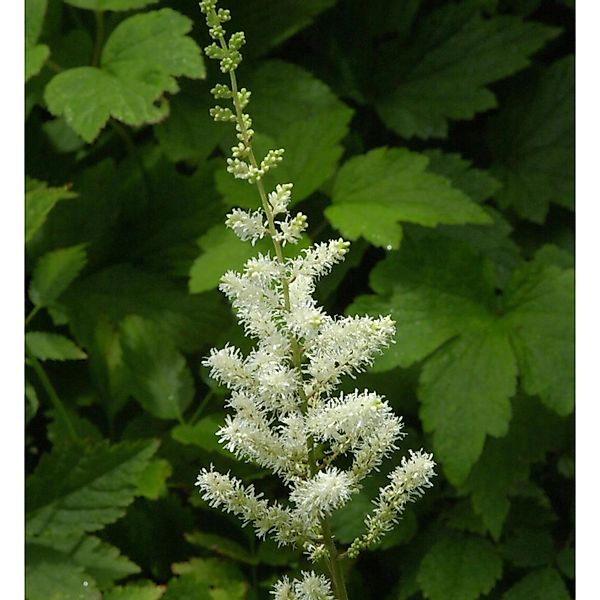 Prachtspiere Bergkristall - Astilbe arendsii günstig online kaufen