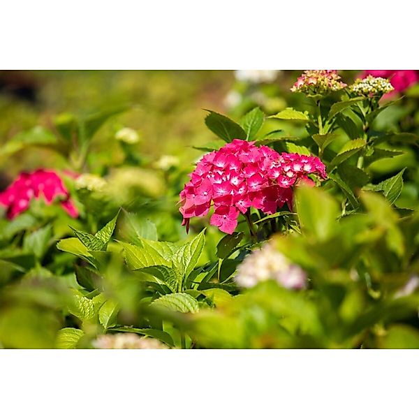 Hydrangea Macrophylla Bauernhortensie Freudenstein 30-40 cm günstig online kaufen
