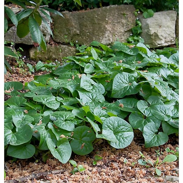 Große Chinesische Haselwurz Giant - Asarum maximum günstig online kaufen