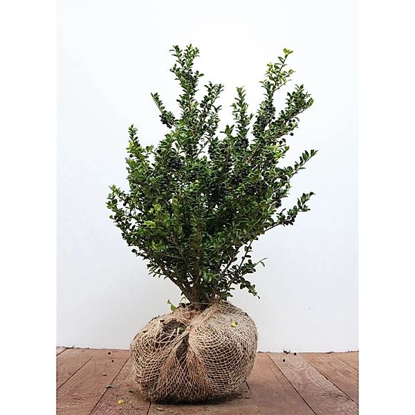Ilex crenata 'Convexa' 40-50 cm günstig online kaufen
