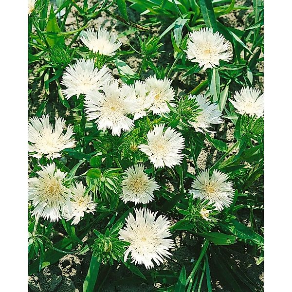 Stokesia Laevis Kissenaster Ca. 9x9 cm Topf günstig online kaufen