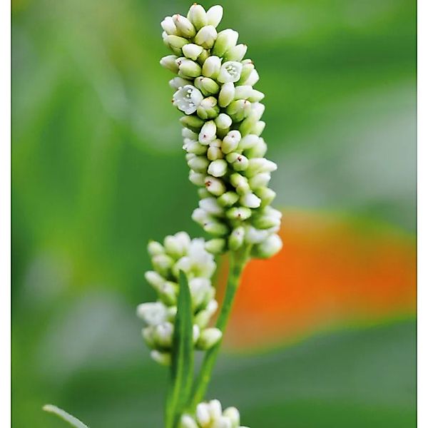 Kerzenknöterich White Eastfield - Persicaria amplexicaulis günstig online kaufen