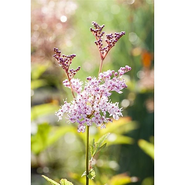 Filipendula Rubra Venusta Prächtige Wiesenraute Ca. 11x11 cm Topf günstig online kaufen