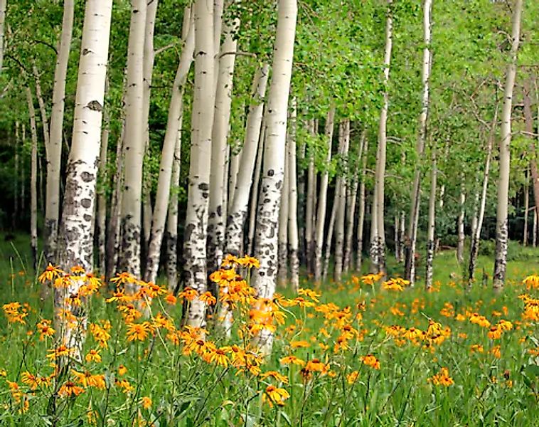 Papermoon Fototapete »Aspen Grove and Orange Wildflowers« glatt günstig online kaufen