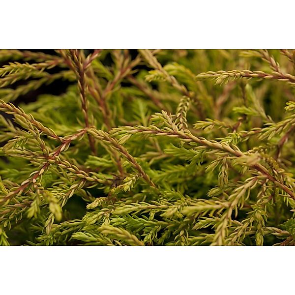 Thuja occidentalis 'Golden Tuffet' 20-25 cm günstig online kaufen