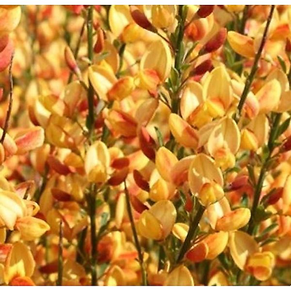 Edelginster Apricot Gem 40-60cm - Cytisus scoparius günstig online kaufen