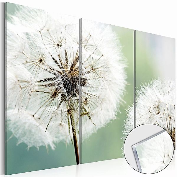 Acrylglasbild - Fluffy Dandelions [glass] günstig online kaufen