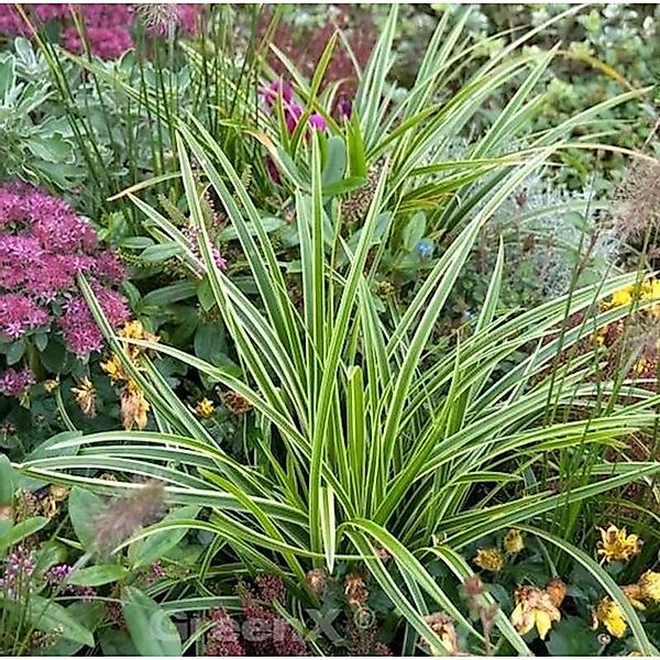 Immergrüne Japan Segge Variegata - Carex morrowii günstig online kaufen