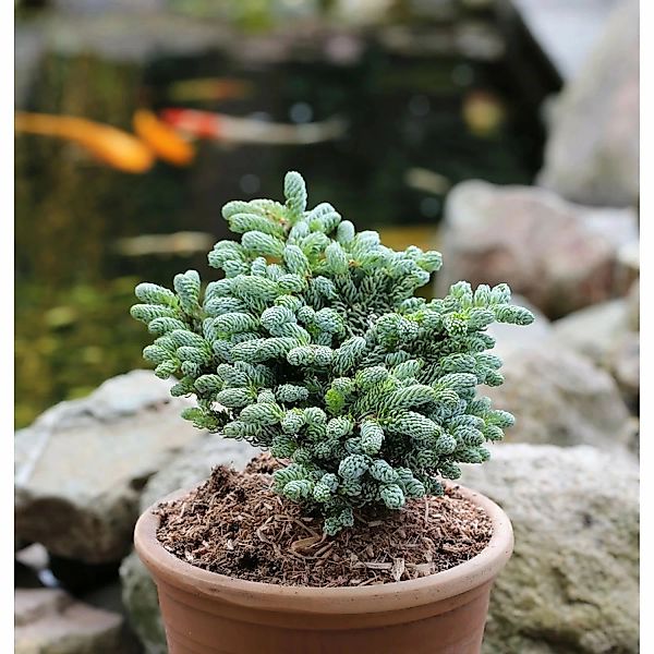 Koreatanne Kohouts Icebreaker 15-20cm - Abies koreana günstig online kaufen