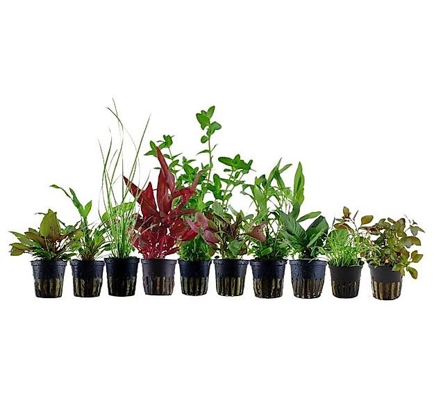 Aquaone Wasserpflanze Set für 80 Liter Aquarien mit 10 Pflanzen Aquariumpfl günstig online kaufen