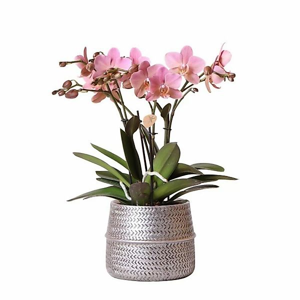 Kolibri Orchids Rosa Phalaenopsis Orchidee Treviso im Groove Topf Silber To günstig online kaufen
