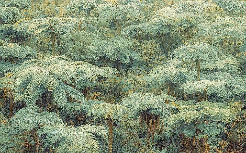 Komar Fototapete »Digitaldruck Vlies - Jungle Lands - Größe 400 x 250 cm«, günstig online kaufen