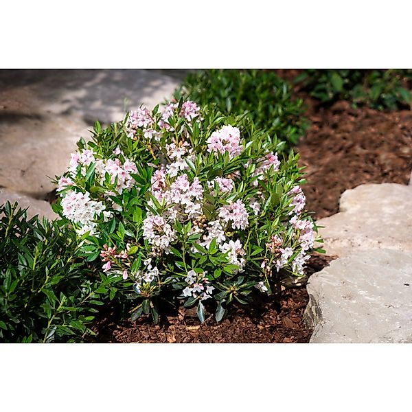 GROW by OBI Rhododendron Bloombux Rosa Höhe ca. 5 - 10 cm Topf 2 l Rhododen günstig online kaufen