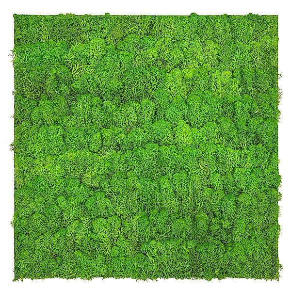 Jangal Wandpaneel Modular Wall Bright Green Moos 52 x 52 cm günstig online kaufen