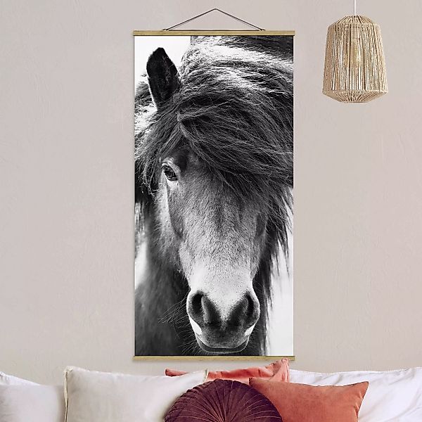 Stoffbild mit Posterleisten Island Pferd in Schwarz-weiß günstig online kaufen