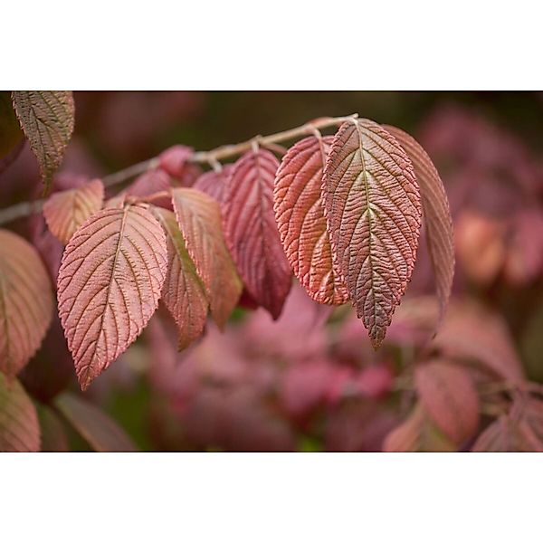 Viburnum Plicatum Mariesii Japanischer Schneeball 120 cm Stammhöhe günstig online kaufen