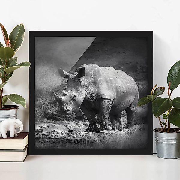 Bild mit Rahmen Schwarz-Weiß - Quadrat Lonesome Rhinoceros günstig online kaufen