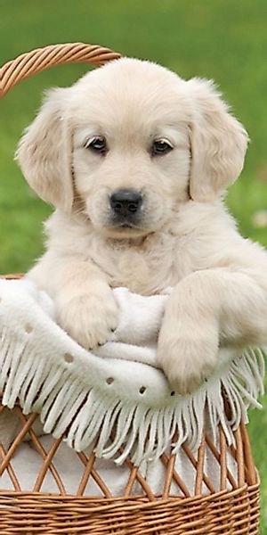 Jerry Fabrics Handtücher Duschtuch Badetuch Strandtuch Hund 70 x 140cm grün günstig online kaufen