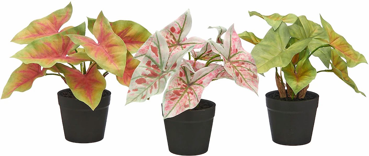Creativ green Künstliche Zimmerpflanze "Blattpflanzen Mini", mit schönen Bl günstig online kaufen