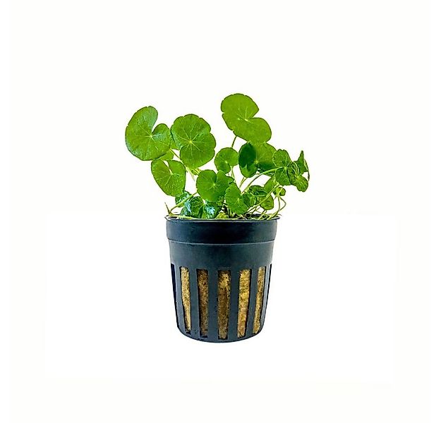 Aquaone Wasserpflanze Aquarium Pflanze Hydrocotyle leucocephala Nr.339L günstig online kaufen