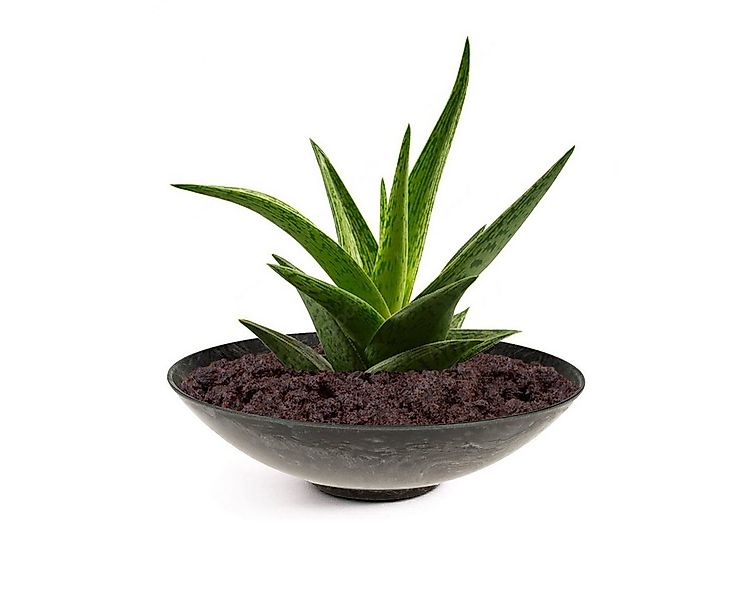 matches21 HOME & HOBBY Blumentopf Pflanzschalen für draussen Dekoschalen ru günstig online kaufen