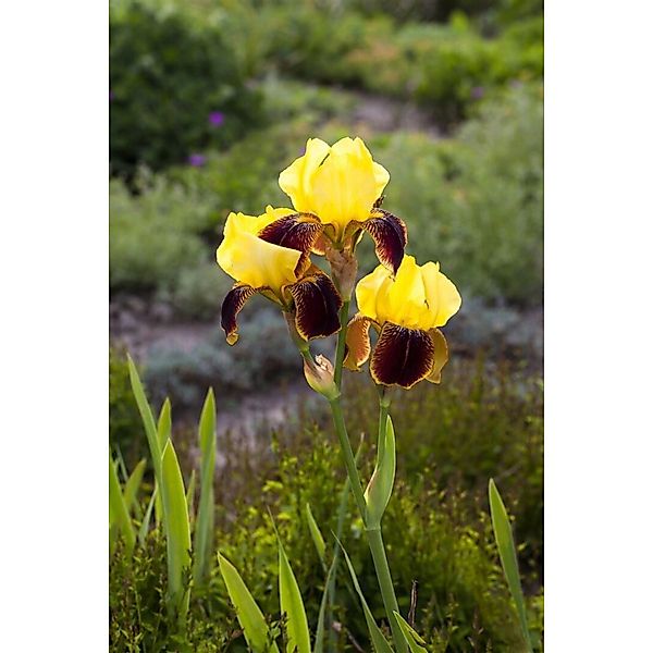 Iris X Barb.-Elat.'Ola Kala' Schwertlilie Ca. 11x11 cm Topf günstig online kaufen