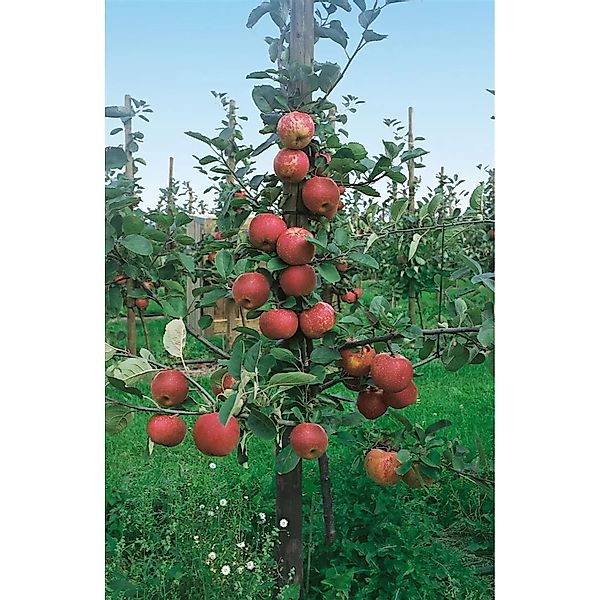 Pflanzen für Dich Obstpflanze Malus 'Roter Boskoop', 1 St., Roter Boskoop, günstig online kaufen