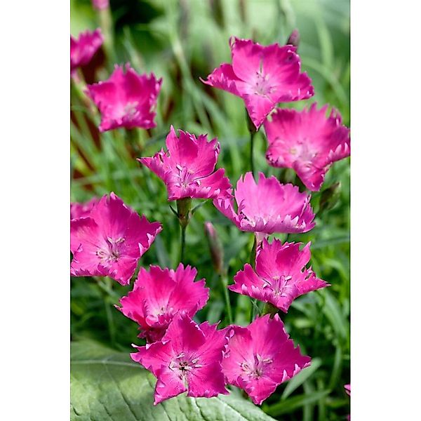 Dianthus Superbus Pracht-Nelke Ca. 9x9 cm Topf günstig online kaufen