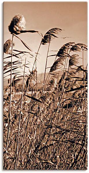 Artland Wandbild »Sepia Gräser II« Gräser 1 Stk. tlg. auf Holzrahmen gespan günstig online kaufen