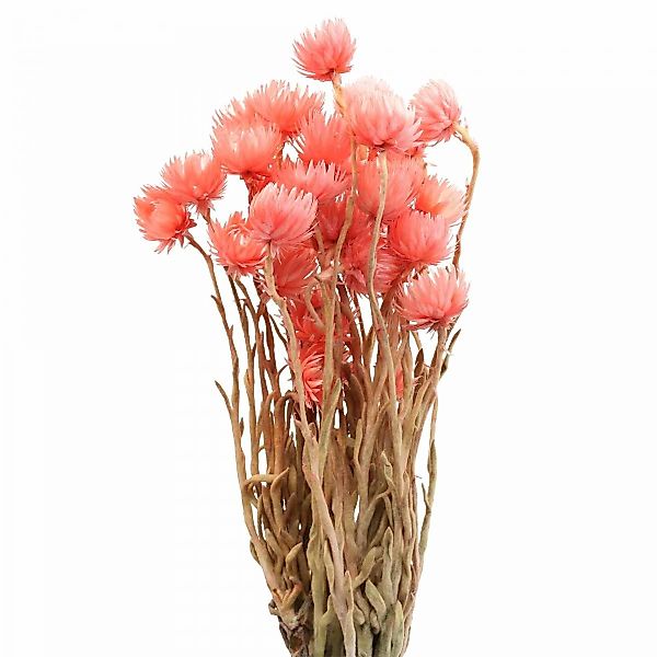 Trockenblume Trockenblumen Capblumen Lachs Strohblumen Deko günstig online kaufen