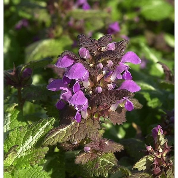 Waldnessel Chequers - Lamium maculatum günstig online kaufen