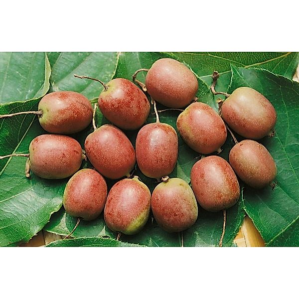 Actinidia Arguta Kens Red Kiwibeere Rot Ca. 12 Cm Topf günstig online kaufen