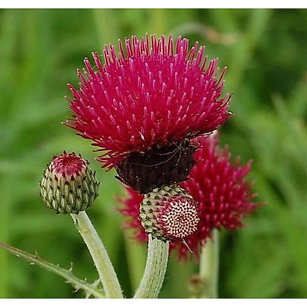 Purpur Kratzdistel - Cirsium rivulare günstig online kaufen