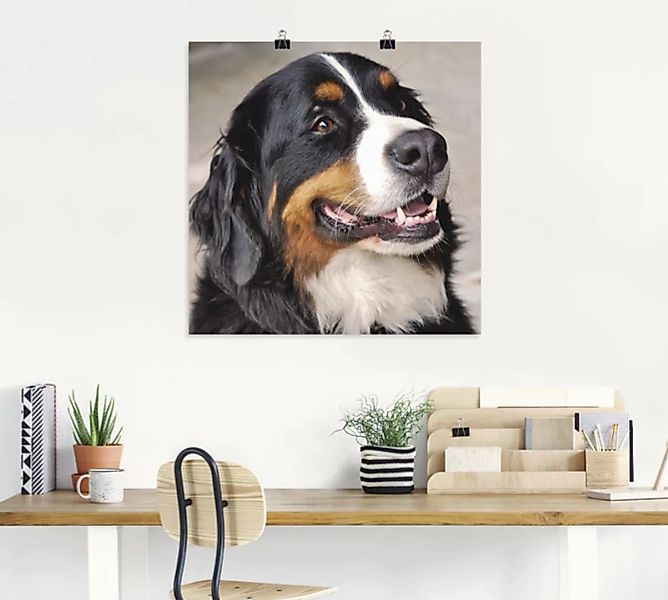 Artland Wandbild "Berner Sennenhund", Haustiere, (1 St.) günstig online kaufen