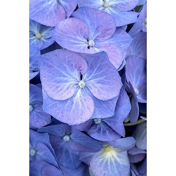 Hydrangea Mac. Bauernhortensie Bela 40-60 cm günstig online kaufen