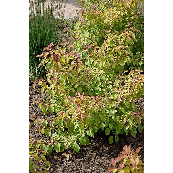 Cornus Sanguinea Midwinter Fire Hartriegel Leuchtend Orange 15–20 cm günstig online kaufen