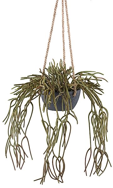 Kunstpflanze Hängepflanze Rhipsalis pilocarpa, Creativ green, günstig online kaufen