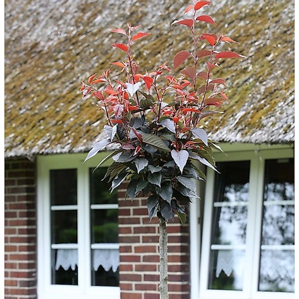 Hochstamm Blut Nelkenkirsche 100-125cm - Prunus serrulata günstig online kaufen